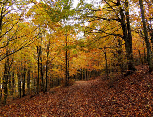 Foliage in Toscana