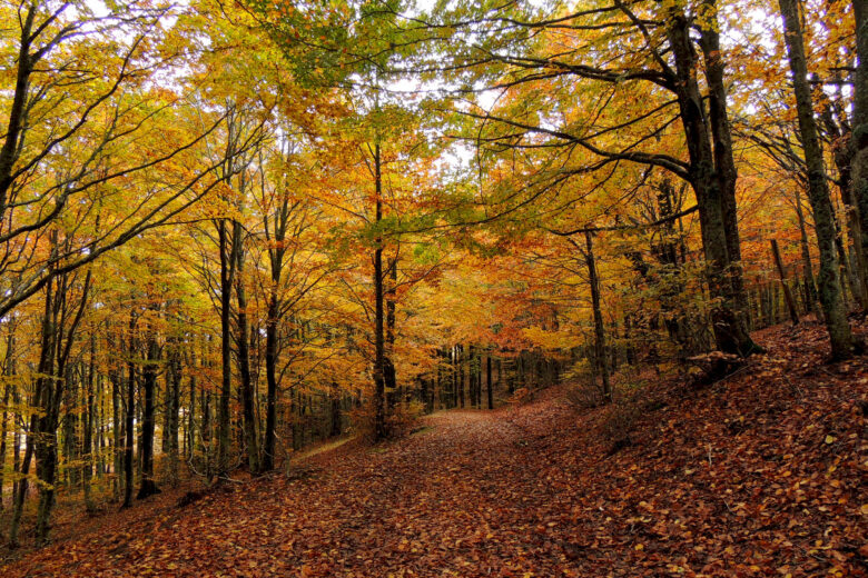 Foliage in Toscana